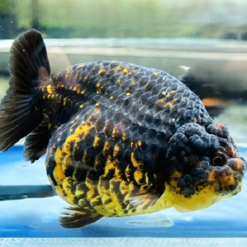 Or.ranchu-Ranchu Black gold 6 cm.